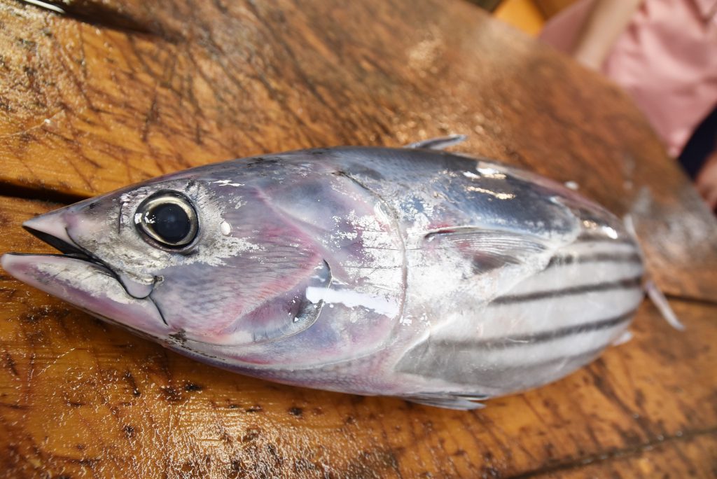 カツオをおろそう 海街さんぽ